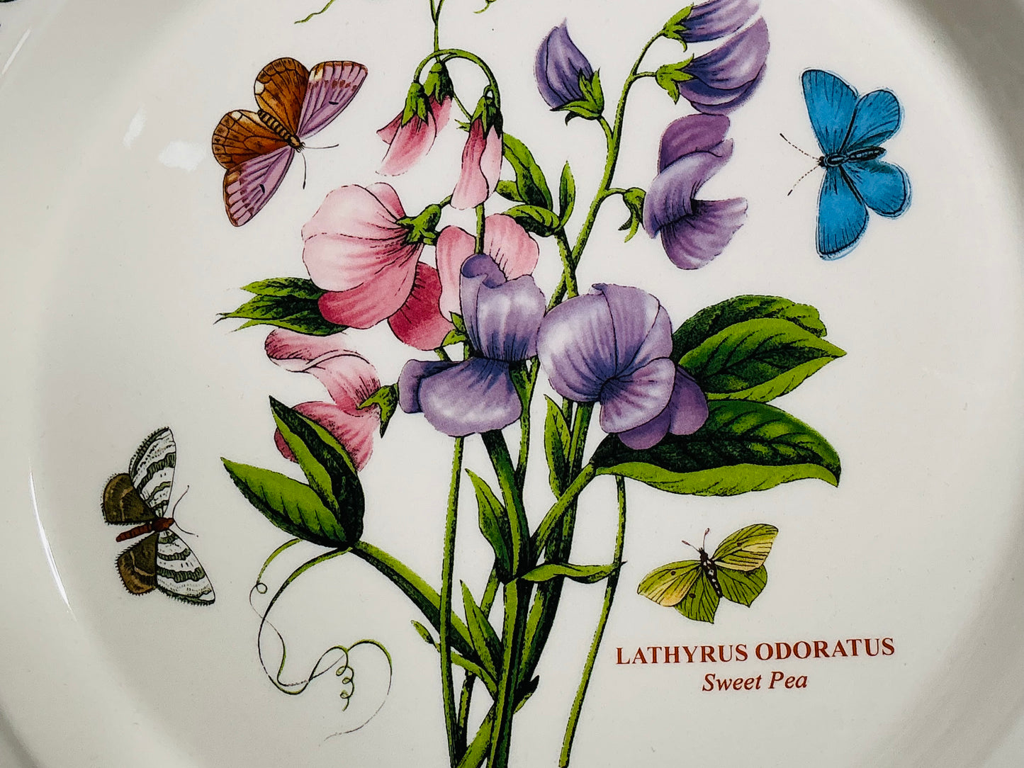 Portmeirion Botanic Garden – Collectible Bowls & Dinner Plates | Choose Your Style